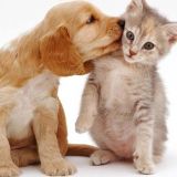 All About Pets